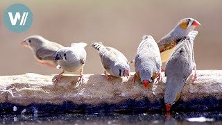 Der große Durst der kleinen Zebrafinken  Tiere vor der Kamera 1995  Folge 3154 [upl. by Dekow607]