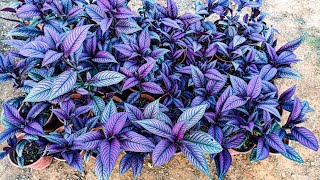 كل المعلومات المتعلقة ب نبات الدرع الفارسي واحسن طريقة لتكاثره Strobilanthes dyeriana [upl. by Seyah448]