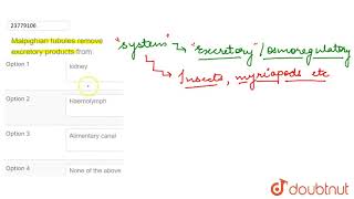 Malpighian tubules remove excretory products from [upl. by Golter]