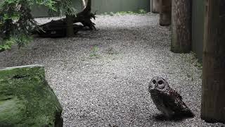 Barred Owl Head Rotation 4K [upl. by Evita]