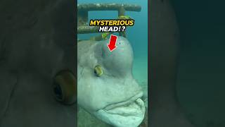 Why the Napoleon Wrasse is the Most Fascinating Fish in the Ocean [upl. by Tuddor]