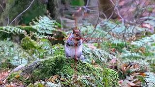 SQUIRREL HUNTING  Stalking the woodlands  DAYSTATE HUNTSMAN REVERE 25 [upl. by Statis]