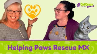 San Diego CFA Cat Show  Helping Paws Rescue MX [upl. by Adnavoj]