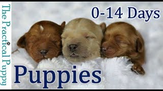 Newborn Puppies Birth to 2 Weeks [upl. by Aterg]