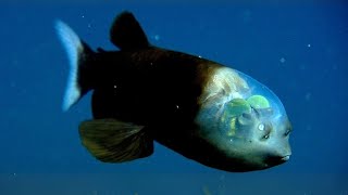 Barreleye Fish 🐟 A Fish With TRANSPARENT Head [upl. by Engdahl]