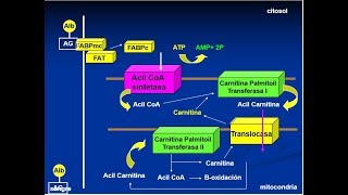 BIOQUIMICA GRASAS lipólisis y betaoxidación cómo se usan las grasas durante el ejercicio físico [upl. by Leiruh]