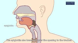 Geniohyoid Muscle  Origins amp Function  Human Anatomy  Kenhub [upl. by Einoj]