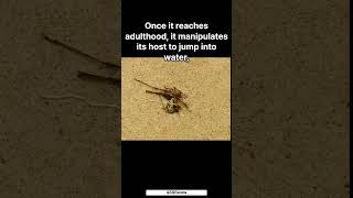 What is a Horsehair Worm education knowledge horsehairworm parasiticworm insects fish water [upl. by Recha]