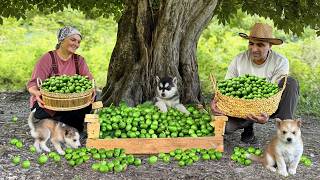 Hermit Family Harvesting Fresh Walnuts in Mountain Village Traditional Oriental Walnut Jam Recipe [upl. by Balling]