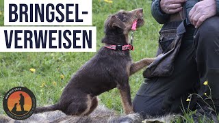 Aufbau im Bringselverweisen  Hundeschule UB [upl. by Kristian864]