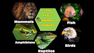 Song About Animal Groups for Children Animal Classification Vertebrates Sing and Learn Science [upl. by Booze]