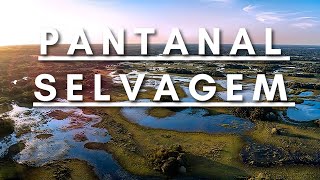 Pantanal Selvagem  Vida Animal  Documentário dublado HD [upl. by Arihaj]