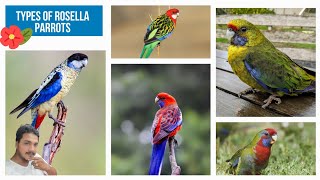 Rosella bird information ✓✓ Types and sound ✓✓🦜🦜 rosella parakeet breeding india [upl. by Sadnalor]