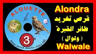 CHANT DE ALOUETTE walwal1 CDتغريد طائر القبرة  ولوال [upl. by Euqinehs930]