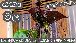 Yaka Malaයකා මලDevils FlowerBlack Bat Flower [upl. by Anaitsirhc]