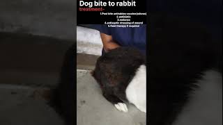 Dog bite treatment in rabbitveterinary chhimpsveterinaryshortsrabbitpetlover dogbite [upl. by Atilam]