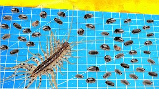 What Will Be If a House Centipede Saw 100 Woodlice At Once [upl. by Rednasyl]