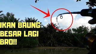 Umpan Kucur Mancing Ikan Baung catfish part 9 [upl. by Shuman]