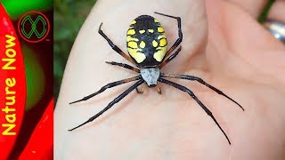 How Dangerous is a Black And Yellow Spider [upl. by Anauqcaj]