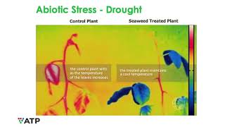 How Biostimulants Can Help Plants Deal with Heat Stress [upl. by Standice]