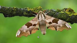 The Rosy Maple Moth  Top 10 beautiful facts [upl. by Lole737]