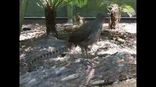 Lyre bird mimicking sounds amp voices [upl. by Rehpotisrhc]