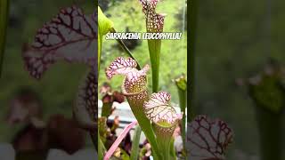 Sarracenia Leucophylla White topped pitcher plant carnivorousplant pitcherplant garden plants [upl. by Anam]