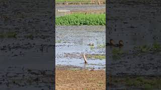 Patinhos sozinhos na lagoa faunaeflora [upl. by Solrak368]