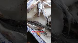 Fresh Singhara fish in Meerut fish market trending fishmarket freshwaterfish shorts viralshort [upl. by Voss]