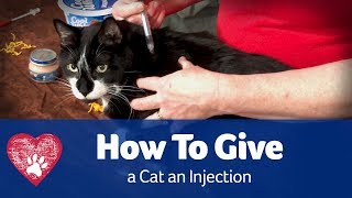 How to Give a Cat an Injection [upl. by Zzabahs807]