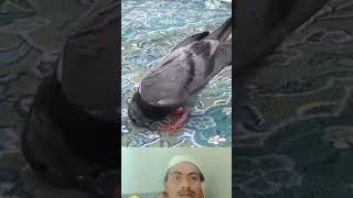 Mohammad ke shahar mein Qawwali Mohammad ke shahar mein Statusislamic youtubeshorts [upl. by Corri]