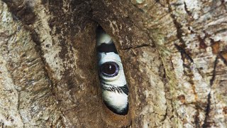 Devoted Hornbill Delivers Food To Mate  Planet Earth III  BBC Earth [upl. by Ogirdor]