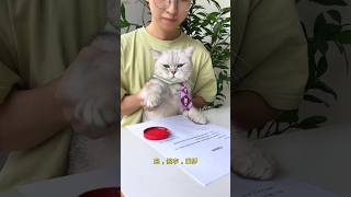 Wow✨ Chef Cat Finally Has His Own House🥳🏡  Chef Cat Daily Life tiktok shorts [upl. by Cordy]