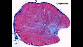 Histologie ─ Lymphatische Organe [upl. by Airalednac252]