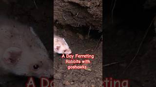 A Day Out Ferreting Rabbits With Goshawks hunting gamemeat wildlife [upl. by Nomannic]