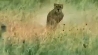 Cheetah Chases Gazelle [upl. by Dalenna]