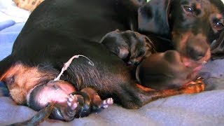 Days Away From Giving Birth Cute Puppies Birth Sweet Moments 👶 [upl. by Ali]