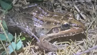 Rã Manteiga Leptodactylus Latrans [upl. by Moth]