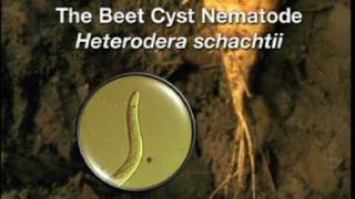 Beet Cyst Nematode Preview Clip [upl. by Lenes]