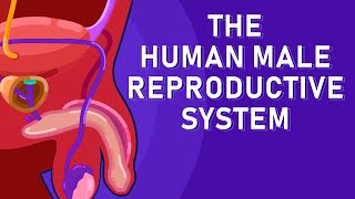 The Journey of Sperm How the Male Reproductive System Works [upl. by Nolahp78]