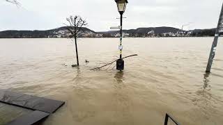 Hochwasser Rhein 2024 [upl. by Irianat]