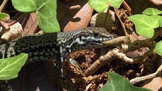 Common Wall Lizard feeding  Genova Italy  Podarcis muralis [upl. by Tatiania]