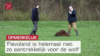 Is de wolf in Flevoland een blijver  Omroep Flevoland [upl. by Reimer]