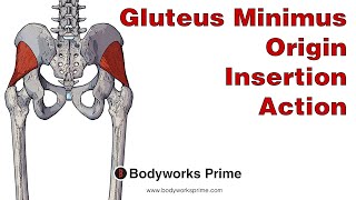 Gluteus Minimus Anatomy Origin Insertion amp Action [upl. by Yanej82]