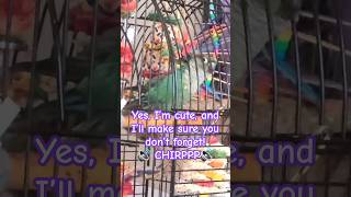 Before You Get A Bird Contemplate This birds parrotlife petbird birdfacts trending viralvide [upl. by Coco]