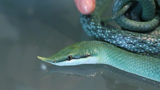 🐍 Serpiente unicornio verde Rhynchophis boulengeri  Gonyosoma boulengeri 🐍 [upl. by Russia]