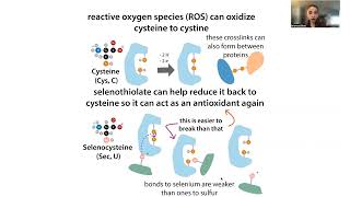 Selenocysteine and selenoproteins [upl. by Sell354]