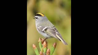 golden crowned kinglet❗ [upl. by Carvey]