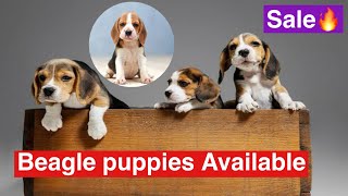 Beagle puppies available for sale in Hyderabad beaglebreed beagle [upl. by Onailerua]