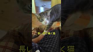 長〜い声で鳴く猫🐱猫やちゃまる ねこ動画 ねこ cat shorts [upl. by Oznarol]